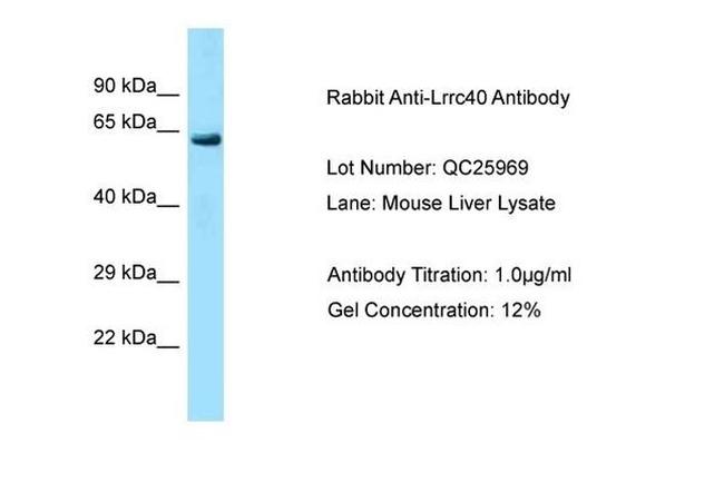 LRRC40 Antibody in Western Blot (WB)