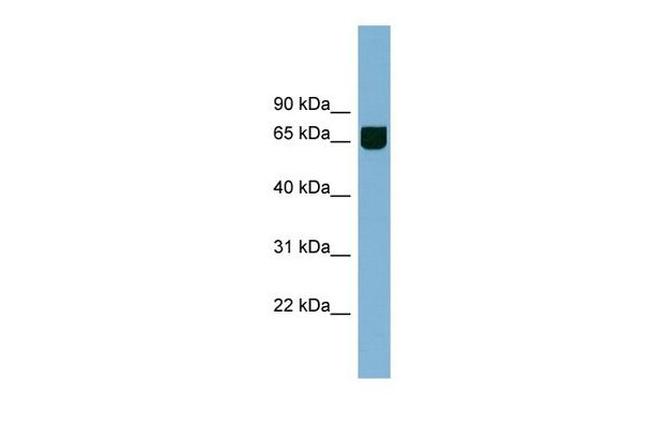 RIC8B Antibody in Western Blot (WB)