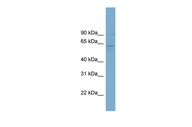 FAM188B2 Antibody in Western Blot (WB)