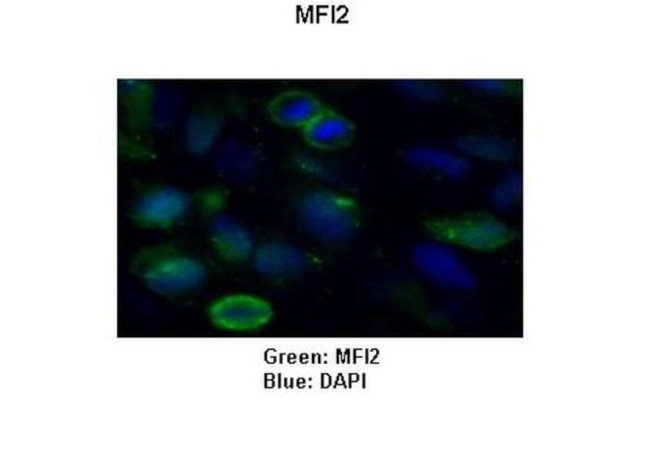 MFI2 Antibody in Immunocytochemistry (ICC/IF)