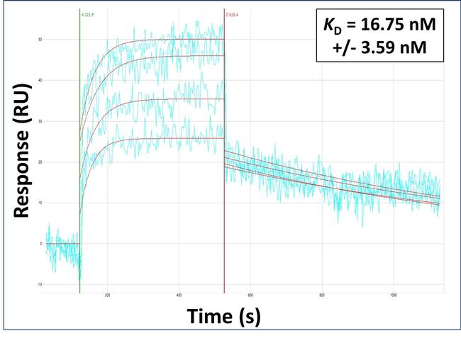GPR4 Antibody in Surface plasmon resonance (SPR)