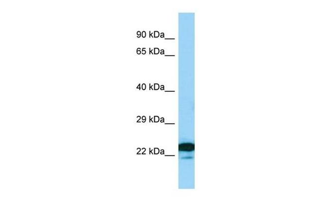 MREG Antibody in Western Blot (WB)