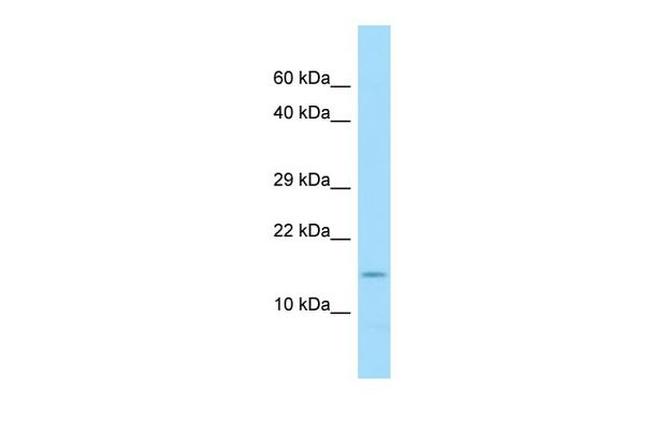 COX7A2 Antibody in Western Blot (WB)