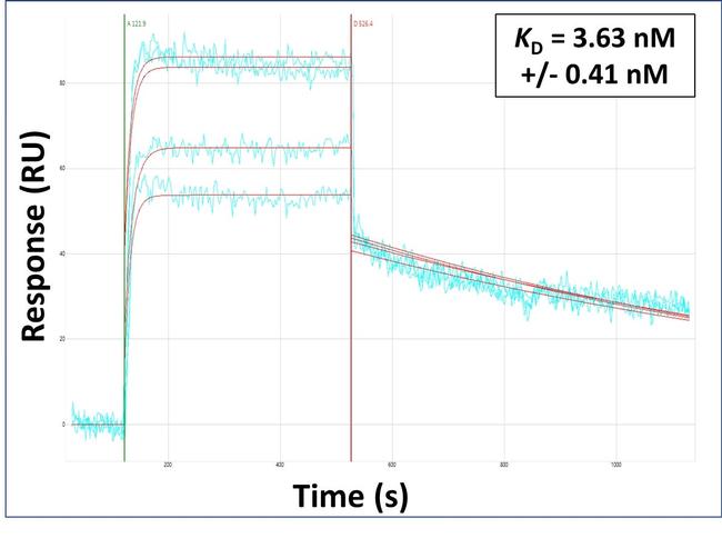 COLEC10 Antibody in Surface plasmon resonance (SPR)