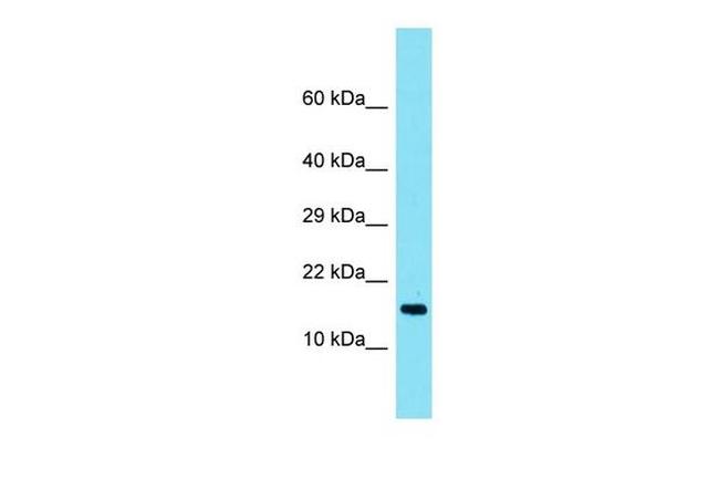 TMEM190 Antibody in Western Blot (WB)