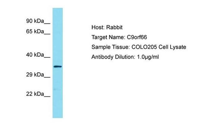 C9orf66 Antibody in Western Blot (WB)