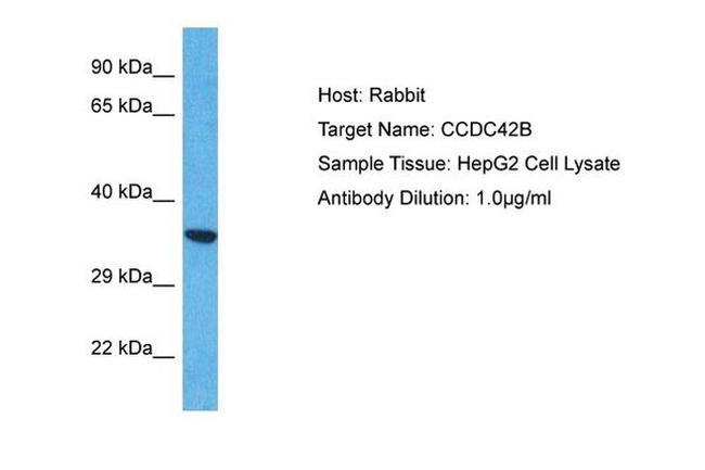 CCDC42B Antibody in Western Blot (WB)