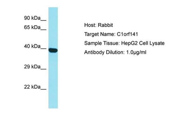 C1orf141 Antibody in Western Blot (WB)