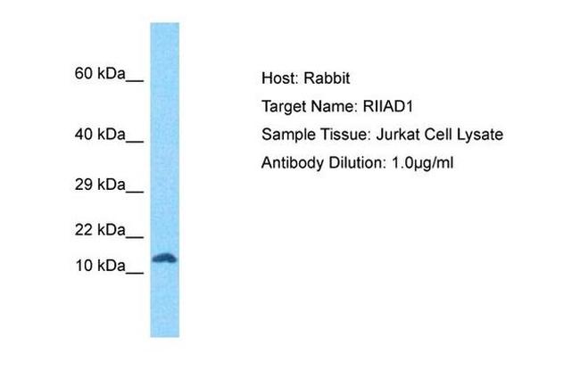 RIIAD1 Antibody in Western Blot (WB)