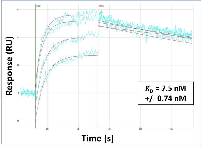 STAC3 Antibody in Surface plasmon resonance (SPR)