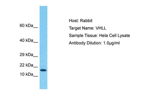 VHLL Antibody in Western Blot (WB)
