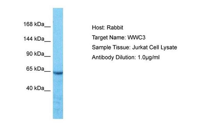 WWC3 Antibody in Western Blot (WB)