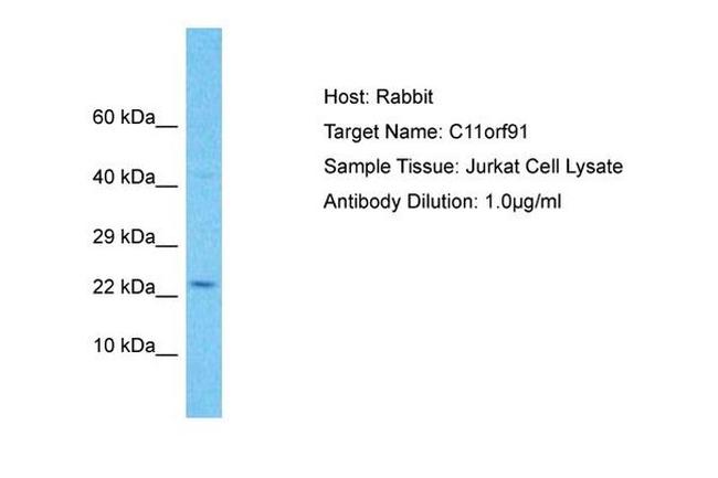 C11orf91 Antibody in Western Blot (WB)
