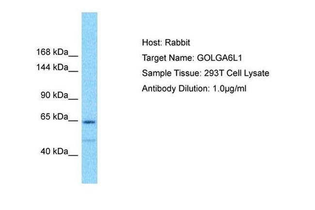GOLGA6L1 Antibody in Western Blot (WB)