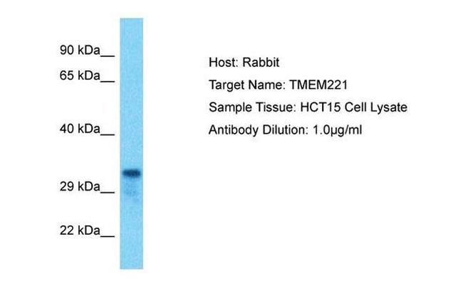 TMEM221 Antibody in Western Blot (WB)