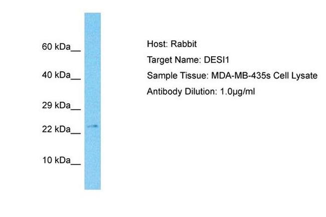 DESI1 Antibody in Western Blot (WB)