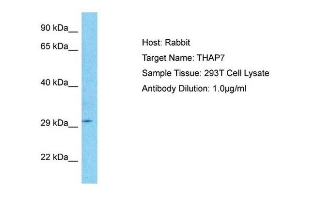 THAP7 Antibody in Western Blot (WB)