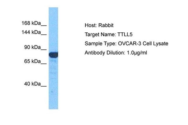 TTLL5 Antibody in Western Blot (WB)