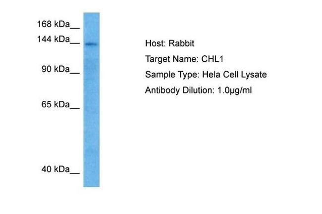 CHL1 Antibody in Western Blot (WB)