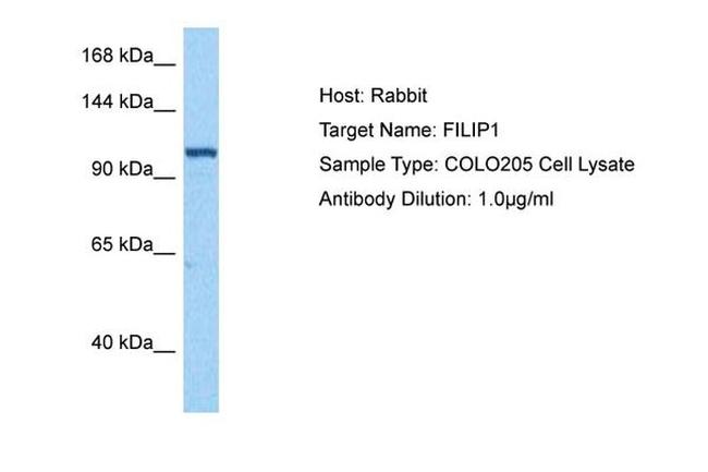 FILIP1 Antibody in Western Blot (WB)