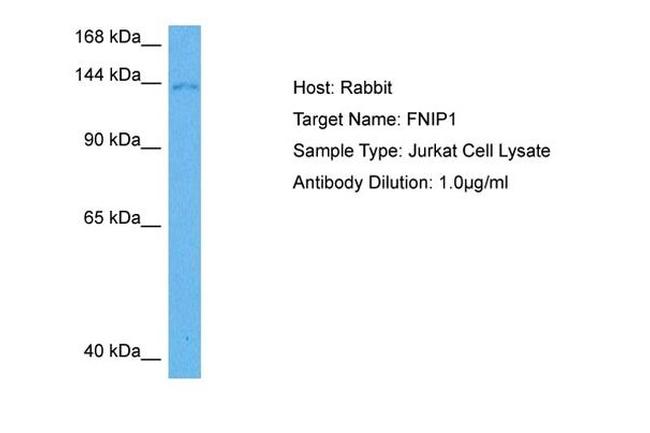FNIP1 Antibody in Western Blot (WB)