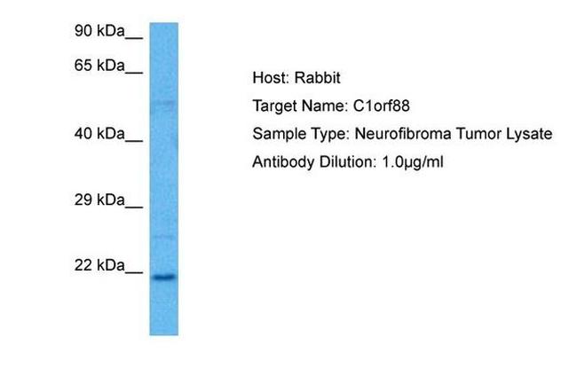 PIFO Antibody in Western Blot (WB)