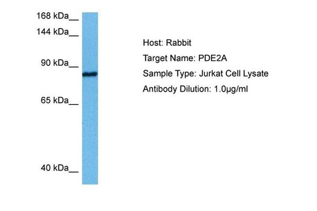 PDE2A Antibody in Western Blot (WB)