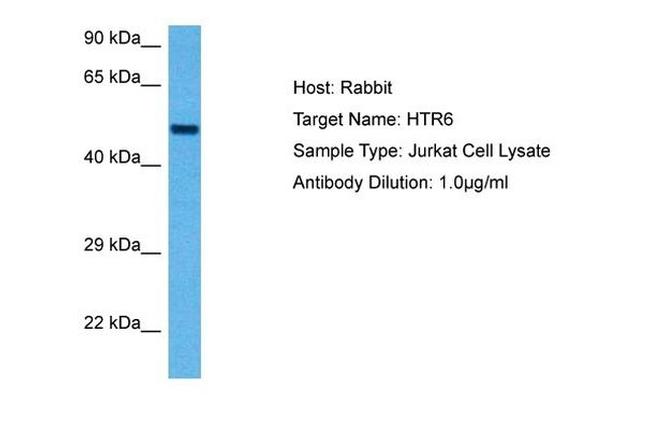 HTR6 Antibody in Western Blot (WB)