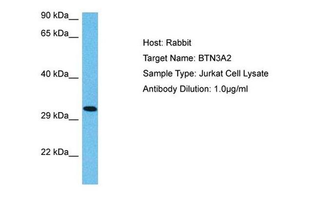 BTN3A2 Antibody in Western Blot (WB)
