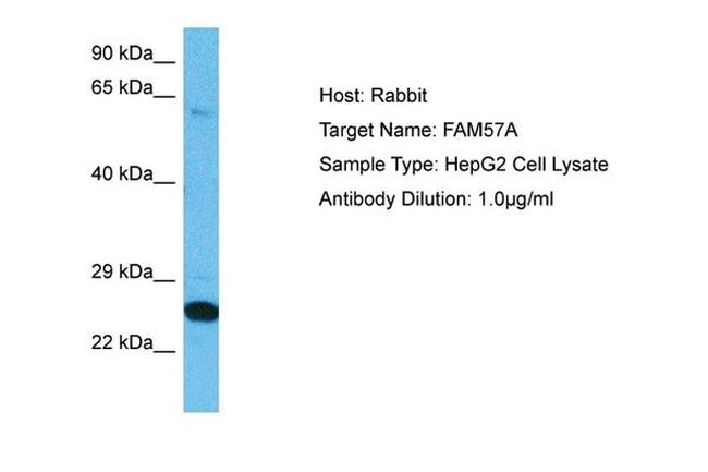 FAM57A Antibody in Western Blot (WB)