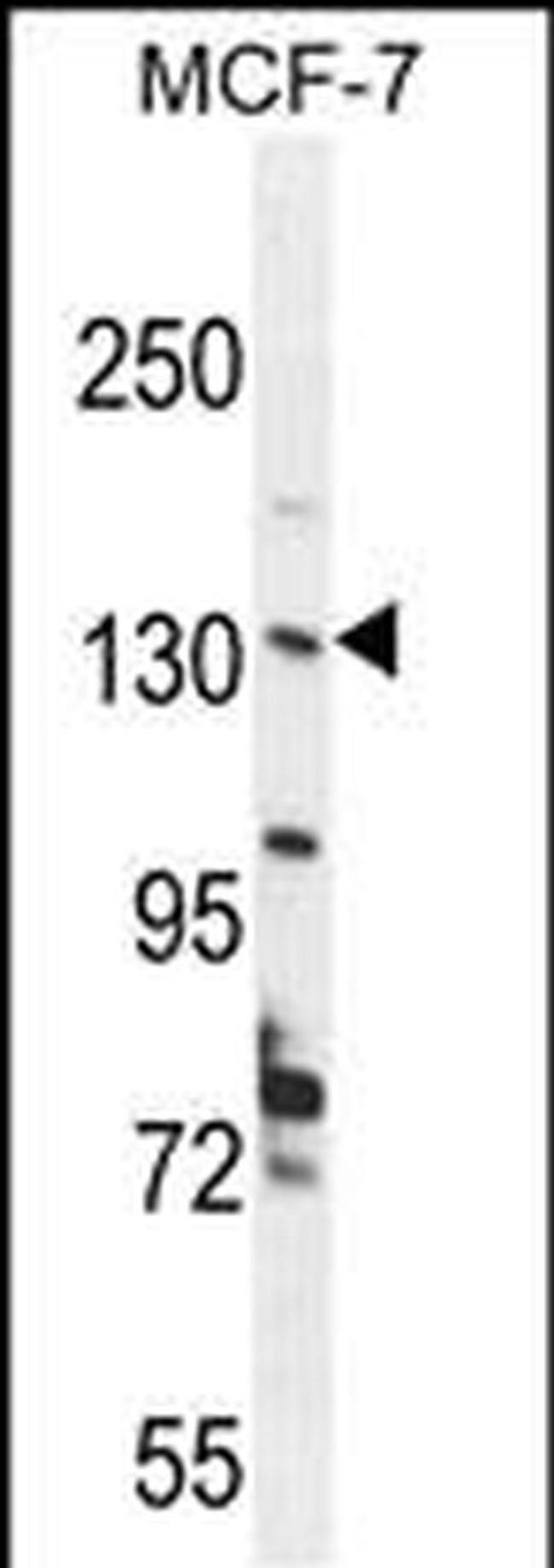 UPF2 Antibody in Western Blot (WB)