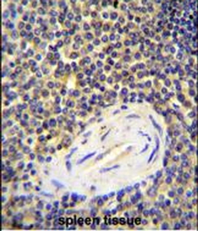 CENTB1 Antibody in Immunohistochemistry (IHC)