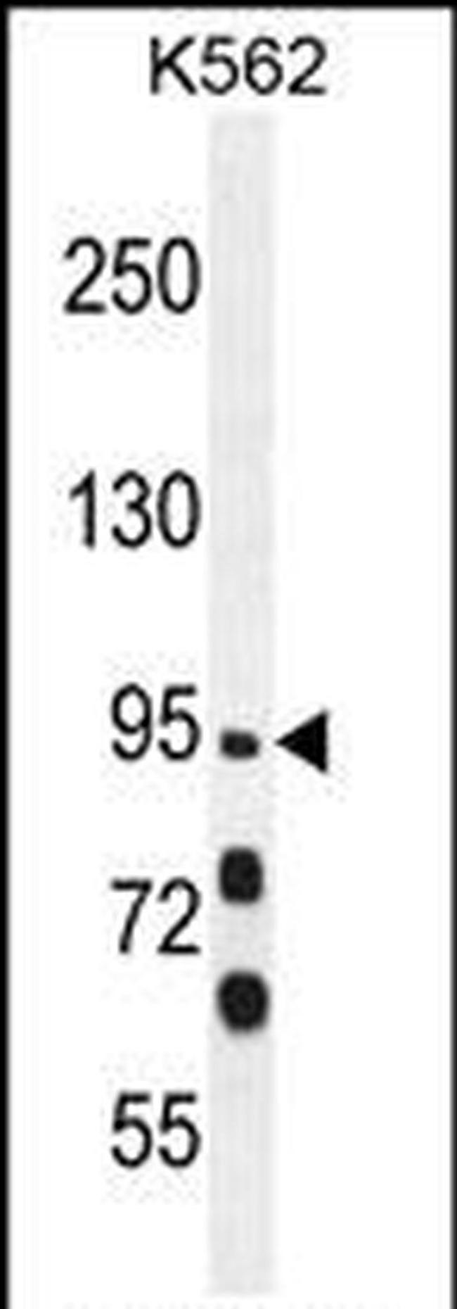 MYO19 Antibody in Western Blot (WB)