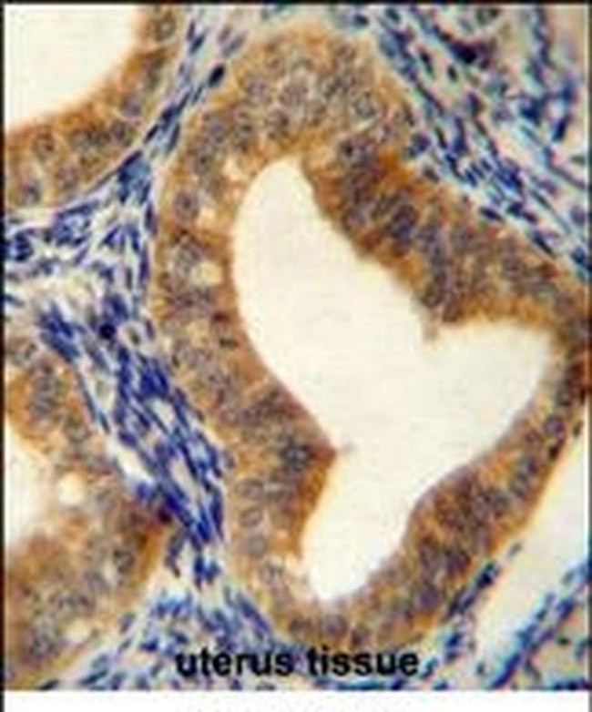 AHCY Antibody in Immunohistochemistry (IHC)