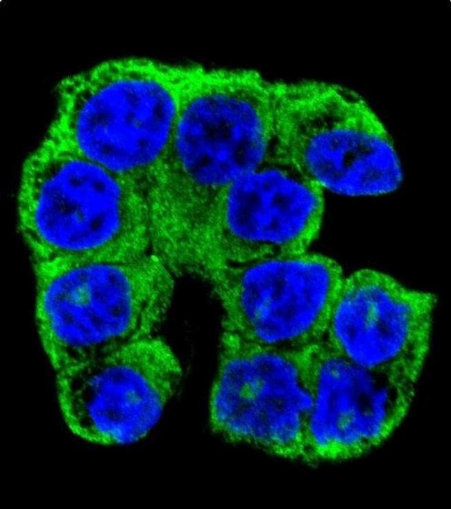 FAM96A Antibody in Immunocytochemistry (ICC/IF)