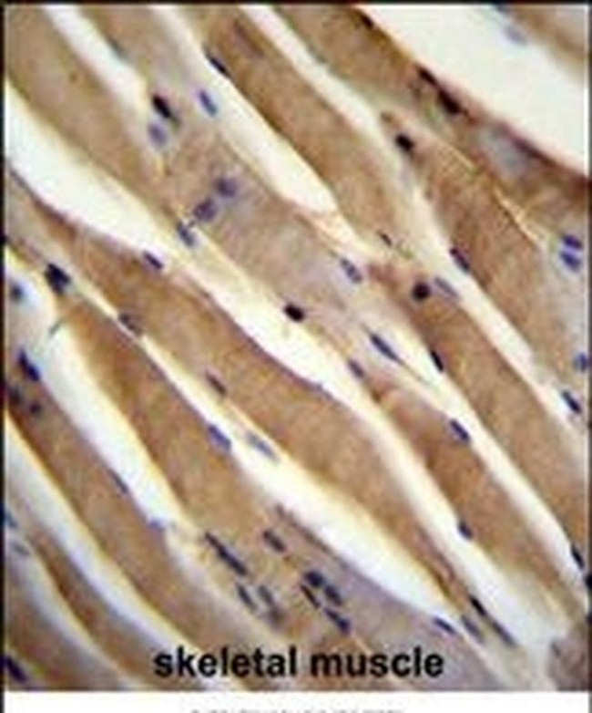 USP50 Antibody in Immunohistochemistry (IHC)