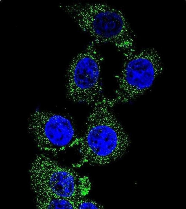 ZGRF1 Antibody in Immunocytochemistry (ICC/IF)