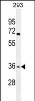 OR4F15 Antibody in Western Blot (WB)
