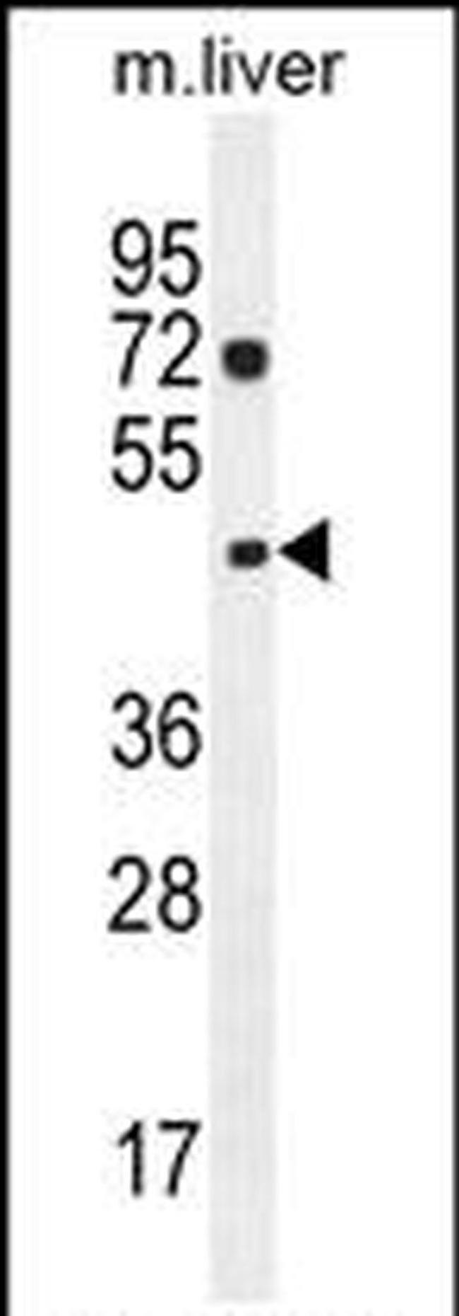 NIPAL1 Antibody in Western Blot (WB)