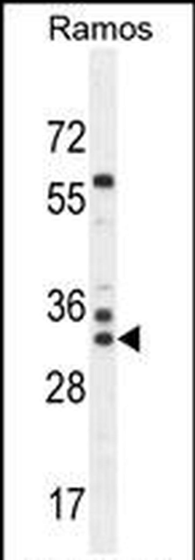 FAM133A Antibody in Western Blot (WB)