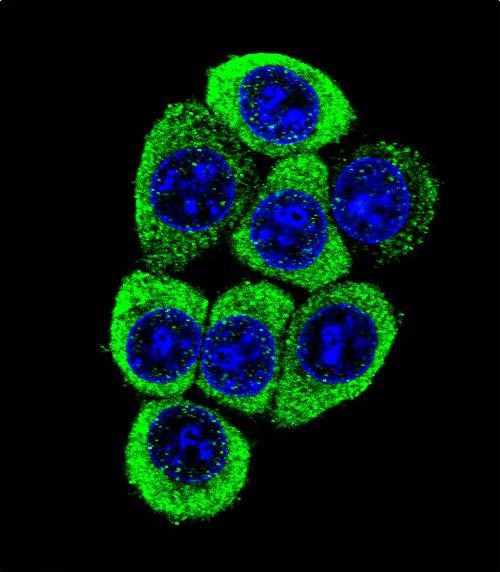 TMEM150B Antibody in Immunocytochemistry (ICC/IF)