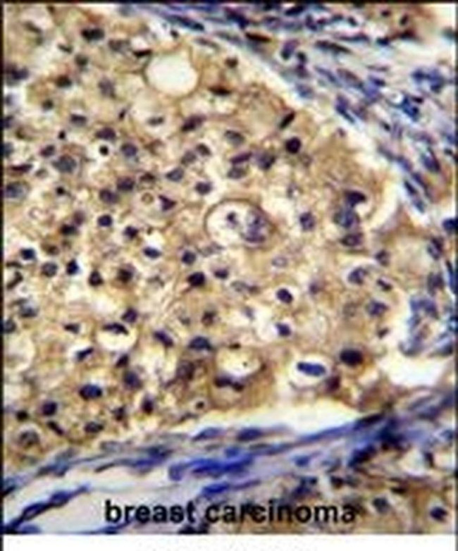 SLC16A13 Antibody in Immunohistochemistry (IHC)