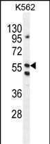 LRIT1 Antibody in Western Blot (WB)