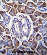 GDPD1 Antibody in Immunohistochemistry (Paraffin) (IHC (P))