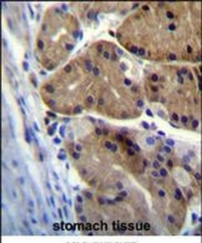 DCDC5 Antibody in Immunohistochemistry (IHC)