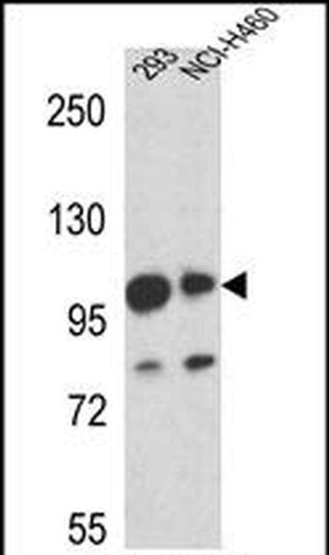 MAML1 Antibody in Western Blot (WB)