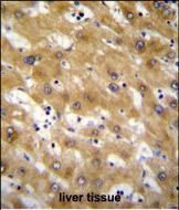 CLEC12B Antibody in Immunohistochemistry (Paraffin) (IHC (P))