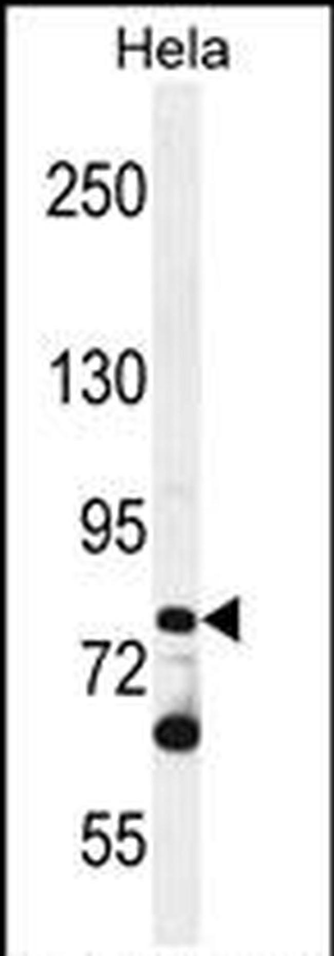 PCDHB10 Antibody in Western Blot (WB)