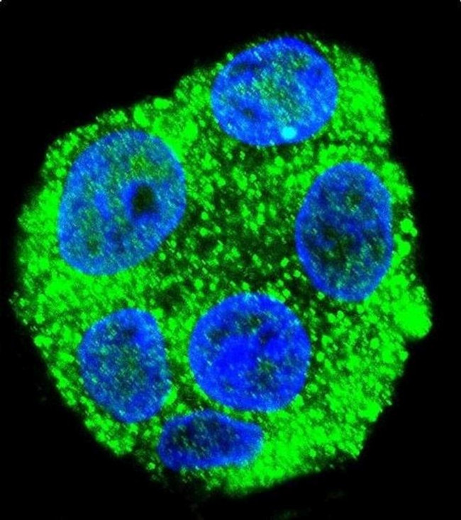 KIAA1586 Antibody in Immunocytochemistry (ICC/IF)