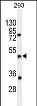 SPDYE5 Antibody in Western Blot (WB)